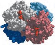 Estrutura quaternária da desoxihemoglobina fita