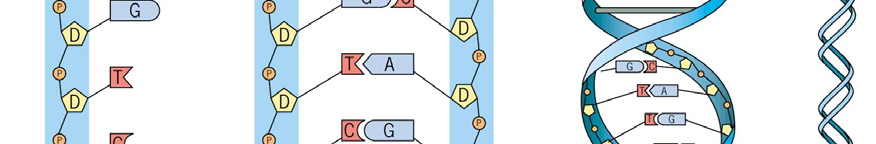 Replicação Os nucleotídeos de uma cadeia da molécula de DNA podem interagir com os da cadeia complementar através de ligações de hidrogênio entre suas