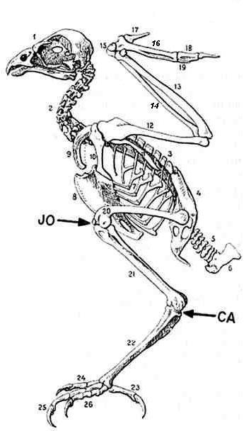 Cinturas estruturas fundidas a coluna vertebral Cintura