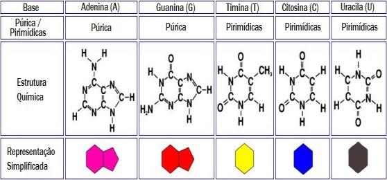 Hidrossolúveis (solúveis em água) = B, C.