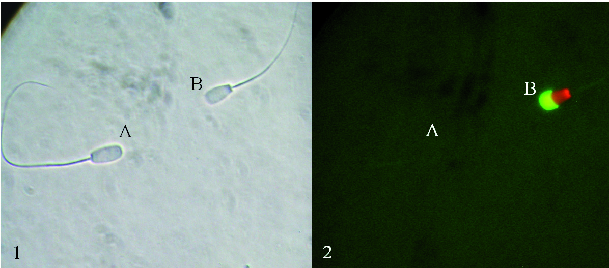 Técnica de coloração com peanut agglutinin (PNA) - isoticianato de fluoresceína (FITC) para avaliação de integridade do acrossoma de espermatozoides bovinos 15 claro e que não foram visíveis na