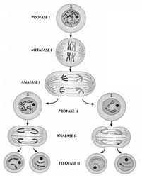 a. Em qual dessas etapas ocorre o crossing over? O que é isso? Porque é importante? b. Faça um desenho ampliado dos cromossomos no espaço acima para demonstrar o crossing c.