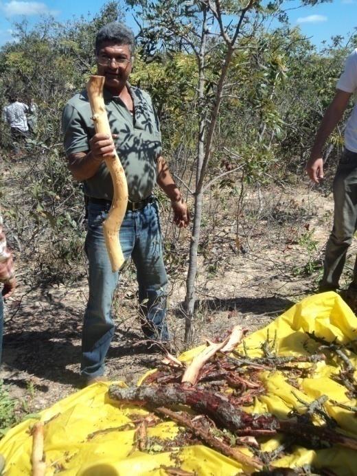 P&D BOTÂNICO Boldo Subvenção FINEP Cultivos e