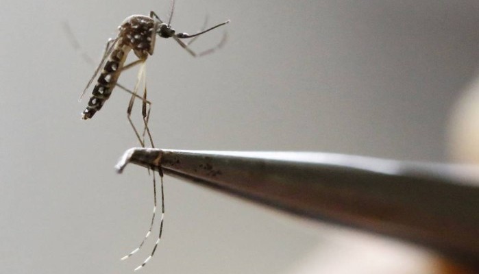 Biolarvicida obtido do bagaço da cana mata larvas de Aedes aegypti Pesquisadores da Escola de Engenharia de Lorena da Universidade de São Paulo (EEL-USP) desenvolveram um biolarvicida a partir do