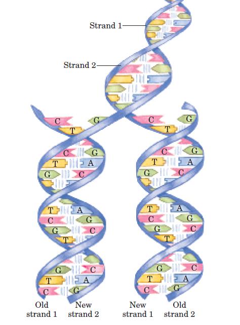 A estrutura do DNA já sugere