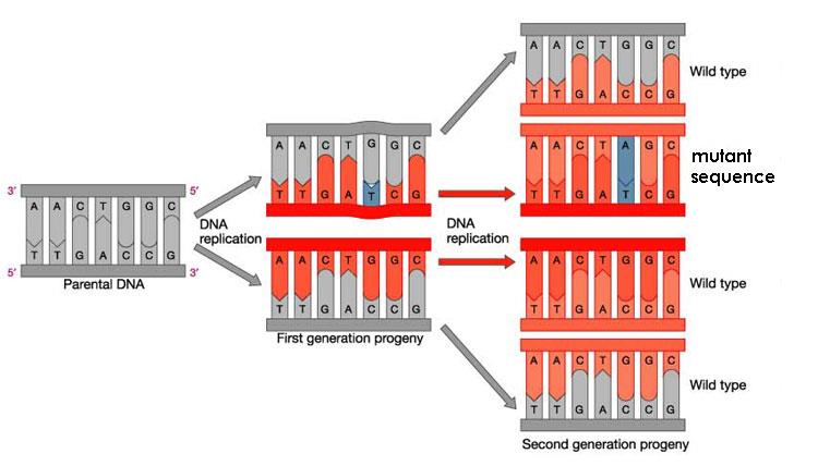 Mutações resultam de modificações químicas não reparadas nas fitas de DNA