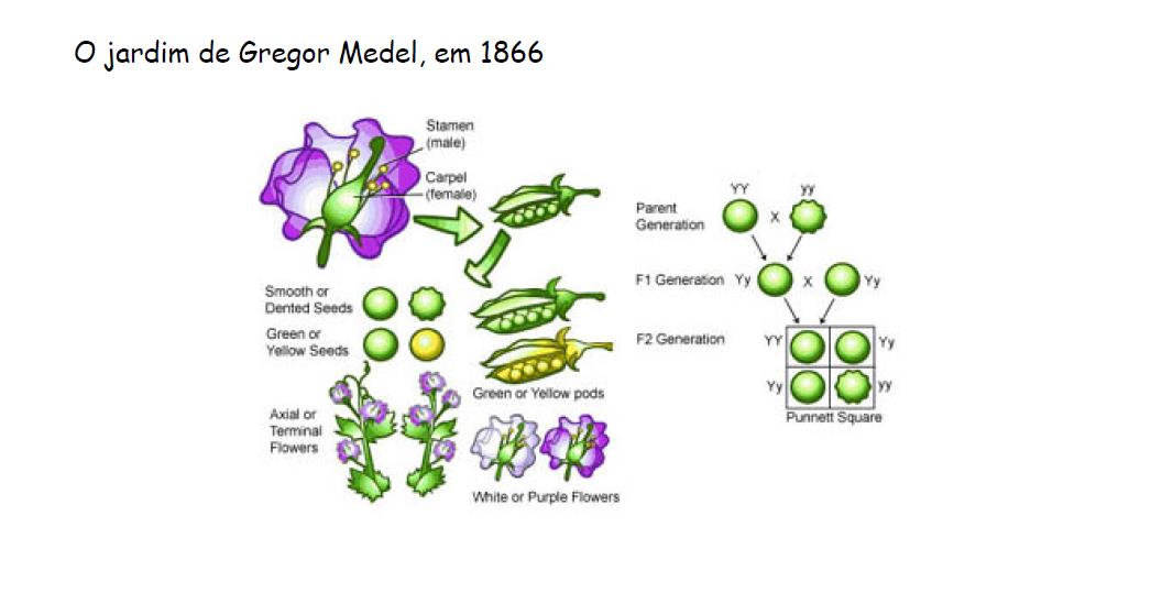 A origem da genética e da biologia