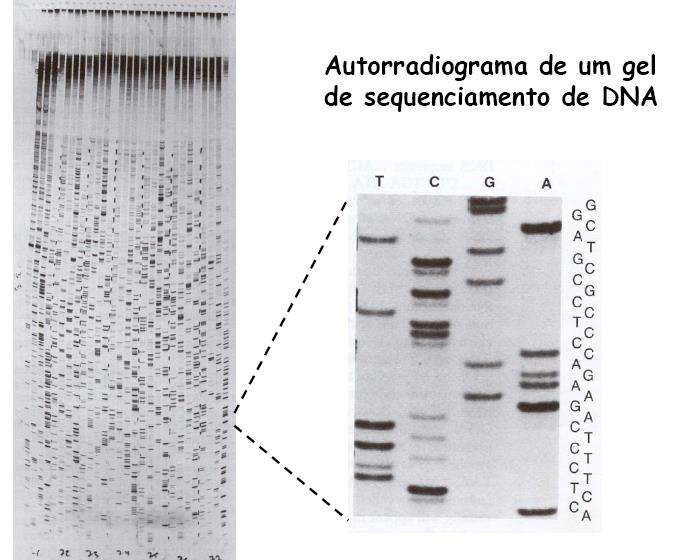 Sequenciamento DN: Sanger Sanger e o fago Phi 174 De fato, esse