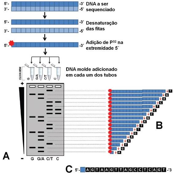 Sequenciamento do DN: Maxam-ilbert pós a desnaturação, o DN molde marcado com P32 é clivado em 4 regiões (antes do, /, / e s).
