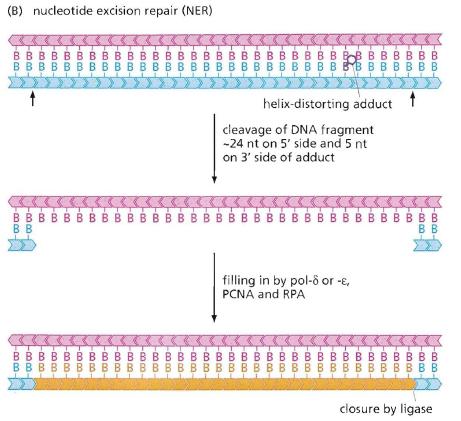 Reparo por Excisão de Nucleotídeo (NER) Repara alterações de nucleotídeos que alteram a estrutura da dupla fita do DNA.