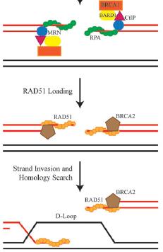 BRCA1 e BRCA2 interagem com proteínas envolvidas em: Reparo de quebras de fita dupla de DNA (Double-strand