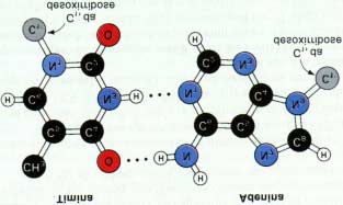 Ligações de hidrogênio dos pares de bases A guanina realiza três ligações de