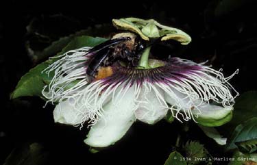 VISITANTES FLORAIS MAIS FREQUENTES DO MARACUJÁ Apis sp.