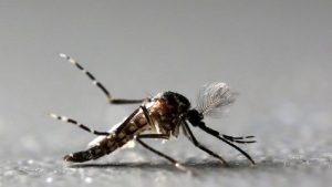 registro de casos em áreas urbanas onde o vetor é o mosquito Aedes aegypti desde 1942.