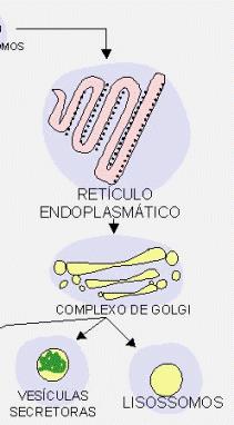 Retículo endoplasmático rugoso Destinos das proteínas sintetizadas Membranas e interior das cavidades