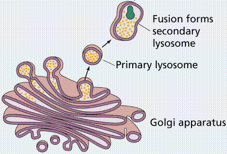 LISOSSOMAS Lisossoma secundário Lisossoma primário Aparelho de Golgi Os lisossomas aparecem