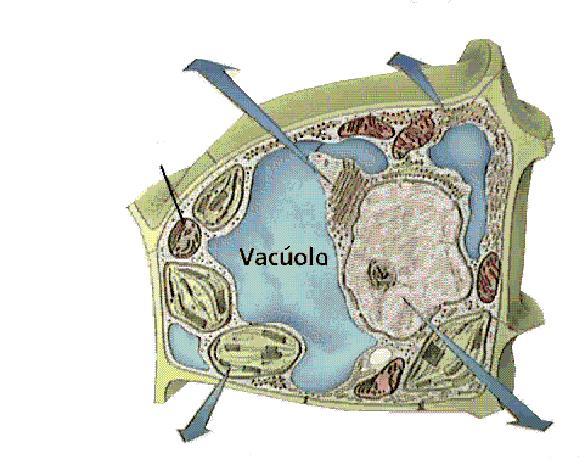 CÉLULA EUCARIÓTICA VEGETAL Aparelho de Golgi