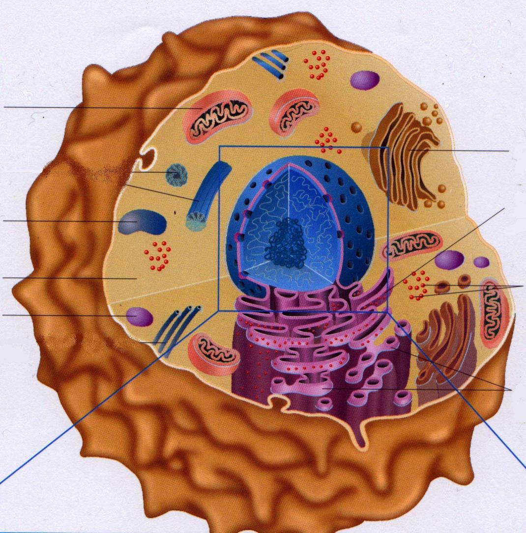 CÉLULA EUCARIÓTICA ANIMAL Mitocôndria Vacúolo Citoplasma