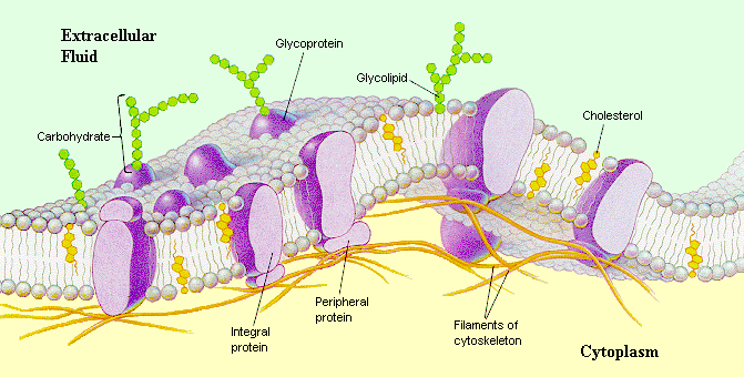 MEMBRANA CELULAR As membranas celulares envolvem a célula, definem os seus