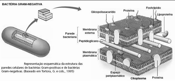 Parede celular: Adesão Uma das estruturas mais importantes nas células bacterianas: manutenção da forma dos microrganismos; Barreira de proteção contra alguns agentes químicos e físicos externos;