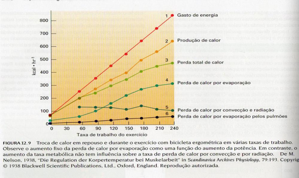 Eventos térmicos durante o exercício Exercício no calor O calor e umidade elevada reduzem a capacidade do corpo em