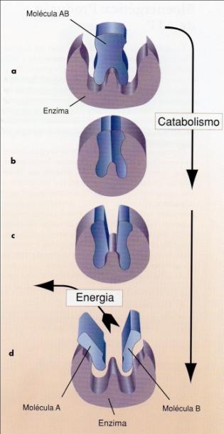 Enzimas Enzimas (proteínas): Catalisadoras -