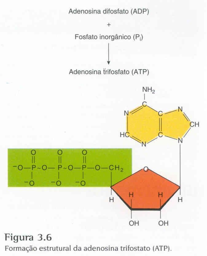 Formação do ATP Fosforilação: Armazenamento de energia através da formação de ATP á partir de outras fontes