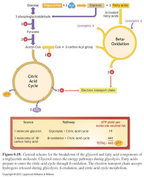 Sistema glicolítico - Não requer oxigênio - Envolve quebra incompleta de CHO em ácido lático - Reação mais lenta e complexa que