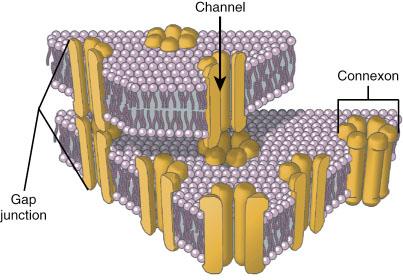 Junções Comunicantes ou Gap Canais circulares; Constituídos proteínas: Conexina proteína