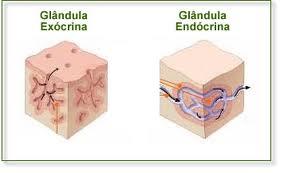 Tecidos Epiteliais Glândulas podem ser: Exócrinas secreção pelo ducto para a superfície.