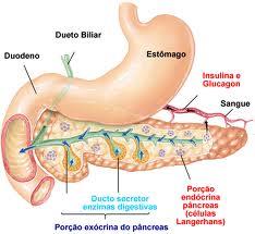 Tecidos Epiteliais Glândula Mista. Exócrinas secreção de suco pancreático.