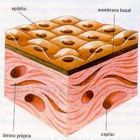 Histologia Tecidos Epiteliais são classificados em: Epitélio de Revestimento;