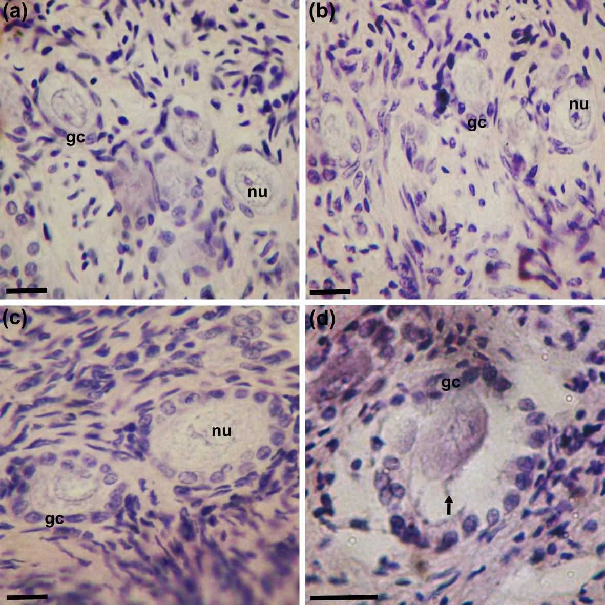 108 Fig. 1. Histological features of canine ovarian fragments before (a) and after freezingthawing with 1.5 M DMSO (b) or PROH (c, d).