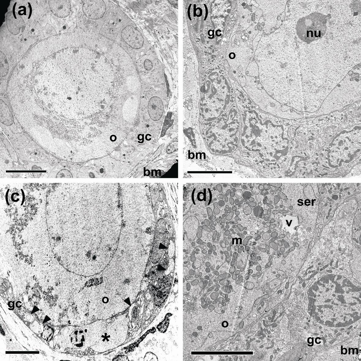 111 Fig. 3. Electron micrographs of canine preantral follicles from control (a) and frozenthawed using 1.5 M DMSO (b, d) or PROH (c). In Fig.