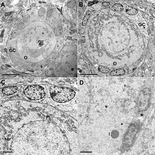 93 Fig. 2. Electron micrographs of canine preantral follicles from control (a) and frozenthawed using 1.5 M EG (b, c) or GLY (d). In Fig. 2a (2,500x, scale bar= 10 µm) and Fig.