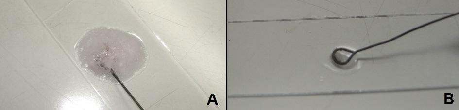 12 Figura 4: A - Teste de catalase positivo; B - Teste de catalase negativo. Fonte: Cedido por Msc. Hudson Holanda. 5.4. TESTE DA OXIDASE O teste de oxidase é baseado na identificação da produção intracelular da enzima oxidase por determinada bactéria.