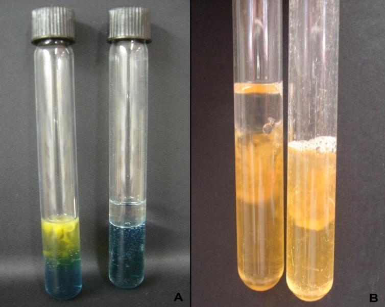 14 Considerou-se que houve fermentação da glicose, e a bactéria então foi classificada como fermentativa, quando houve mudança da cor de ambos tubos, que se tornaram amarelos, de acordo com a Figura