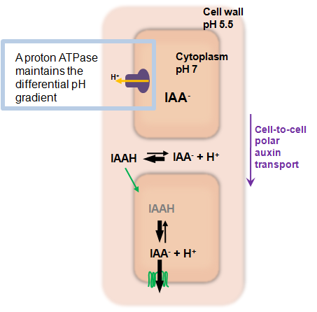 Transporte de auxina: Modelo quimio-osmótico Citoplasma tem ph ~7,0 IAA = IAA - Parede celular tem ph ~5,0 IAA = IAAH Forma protonada cruza a membrana plasmática,