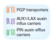 na célula Proteínas PIN: transporte direcional de IAA Adaptado: Robert, H.S.