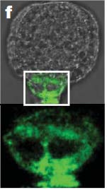 O hormônio citocina tem papel oposto ao da auxina no meristema da raiz Exressão do gene TSC, que responde á presença de citocina Verde = presença de citocina b e c: fases sucessivas do