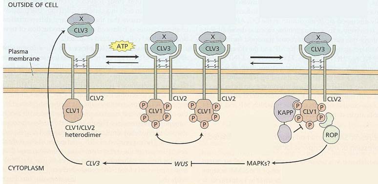 Os Fatores de transcrição WUS (WUSHEL) e CLV (CLAVATA) são fundamentais para o estabelecimento e manutenção do meristema apical do caule CRN Divisão celular Adaptado a partir de: Taiz, L. & Zeiger, E.