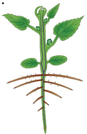Os meristemas desenvolvidos na embriogênese acompanharão a planta durante