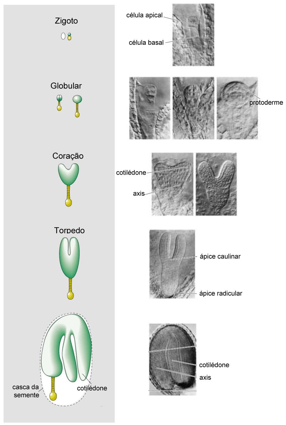 A embriogênese tem cinco fases 1) 2) 3) 4) 5) Adaptado: Taiz, L. & Zeiger, E. (2010). Plant Physiology.