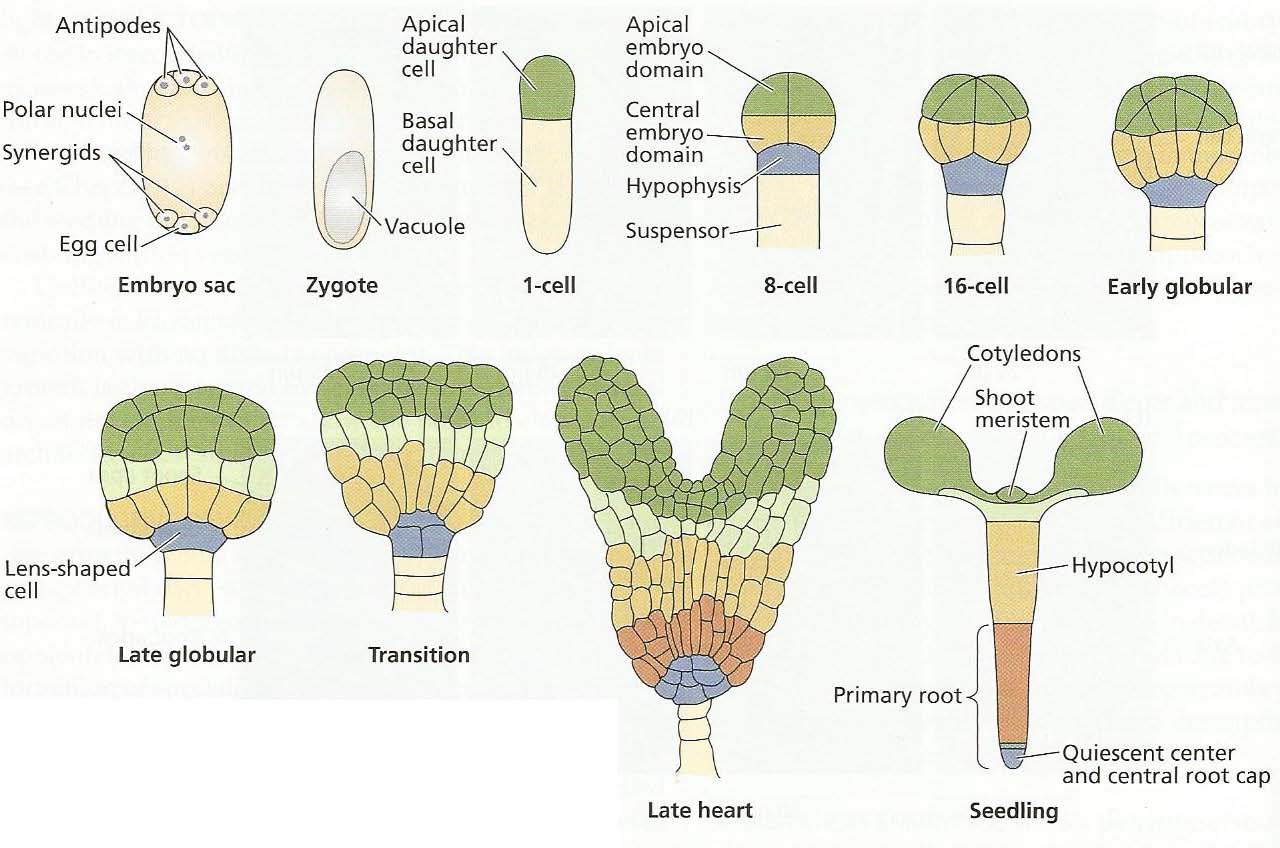 Os órgãos da planta se originam de regiões específicas no embrião Taiz, L.