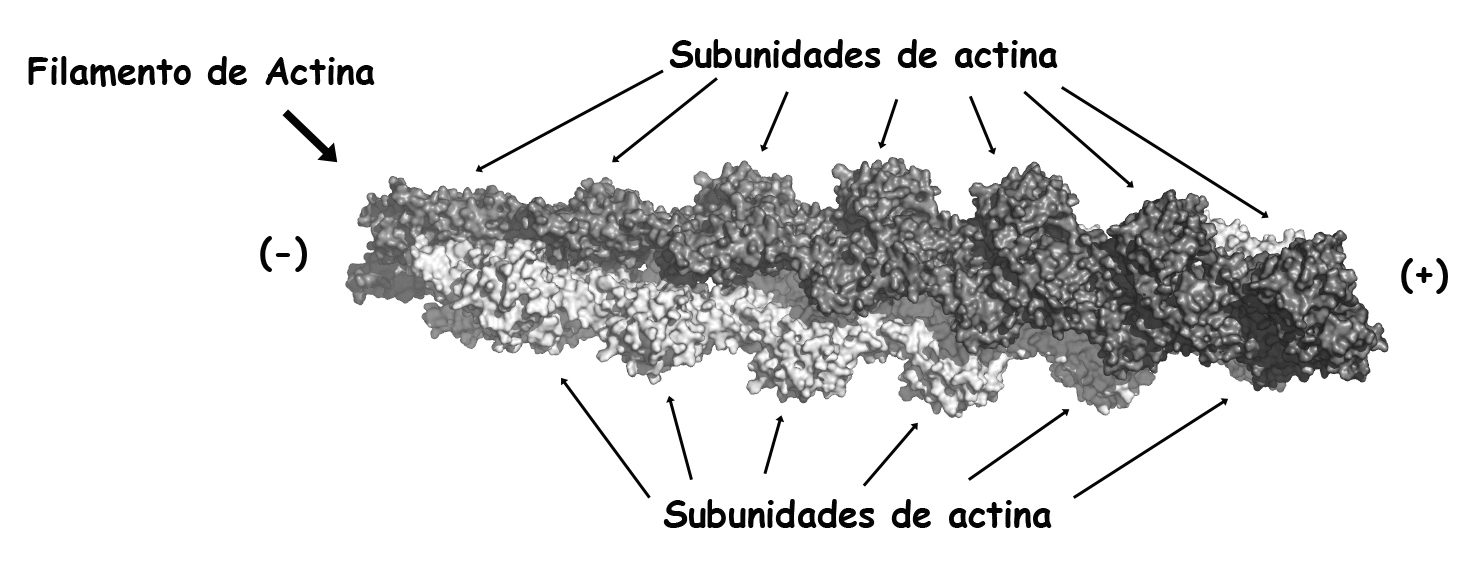 UNIDADE 9 CITOESQUELETO 1. VISÃO GERAL O citoesqueleto é um sistema de proteínas filamentosas presente tanto em organismos eucariotos quanto em organismos procariotos.