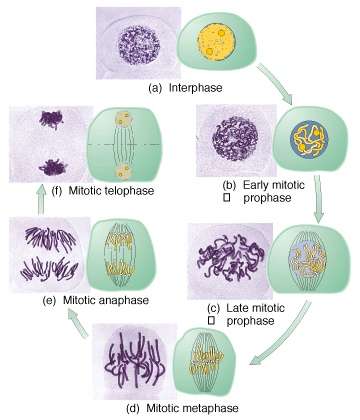 Mitose