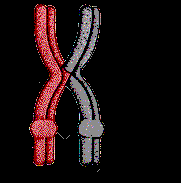 MEIOSE I Paquíteno Prófase I Sinapse completa e as cromátides estão em posição para permitir o crossing-over (troca de segmentos homólogos
