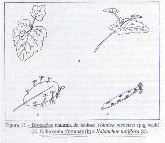 Processos naturais de propagação Folhas: Algumas plantas apresentam brotações nas folhas, ainda ligadas à planta matriz ou nas margens (fortuna) Outras formas naturais de propagação Bulbilhos aéreos: