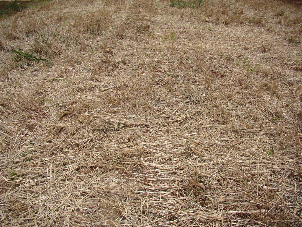 Cobertura do solo após culturas de inverno Milho