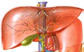 Metabolismo